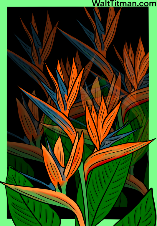 Birds of Paradise